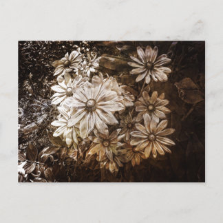 Postal Daisies, Sepia, Grunge