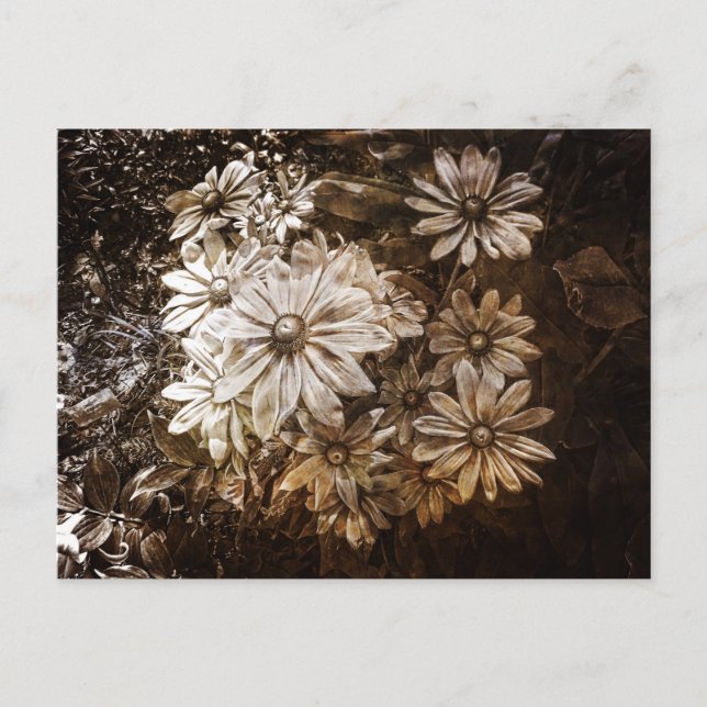 Postal Daisies, Sepia, Grunge (Anverso)