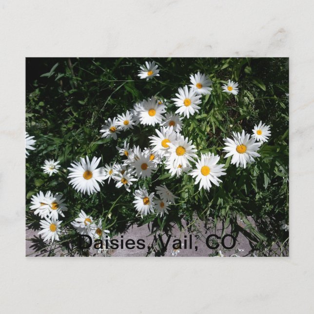 Postal Daisies, Vail CO 1 (Anverso)