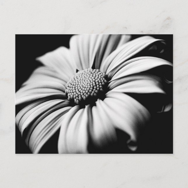 Postal Daisy (Anverso)