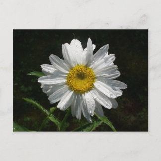 Postal Daisy