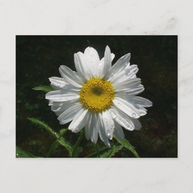 Postal Daisy (Anverso)