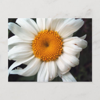 Postal Daisy