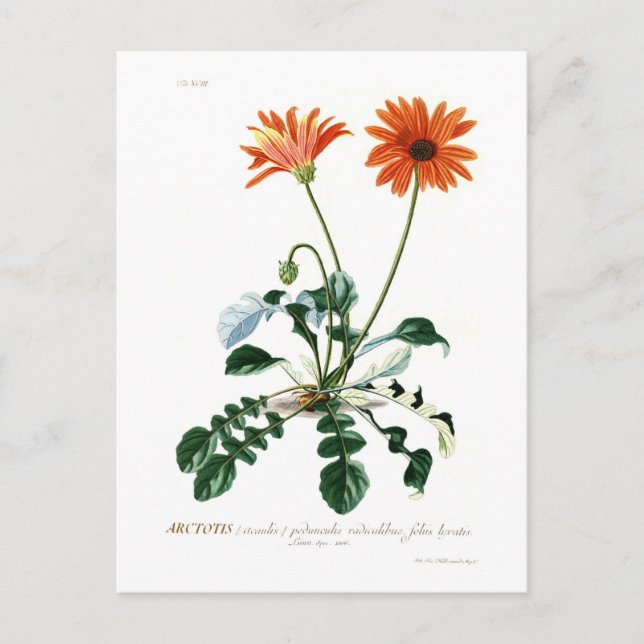 Postal Daisy africano (Anverso)
