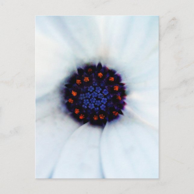 Postal Daisy africano (Anverso)