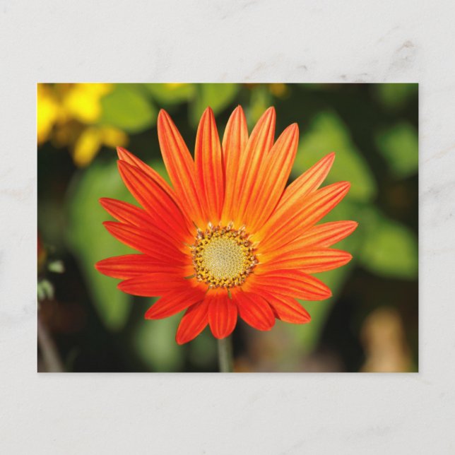 Postal Daisy africano. Bute Park, Cardiff, Gales (Anverso)