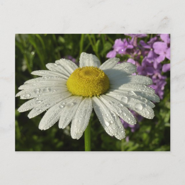 Postal Daisy and Summer Lilac Wildflower (Anverso)