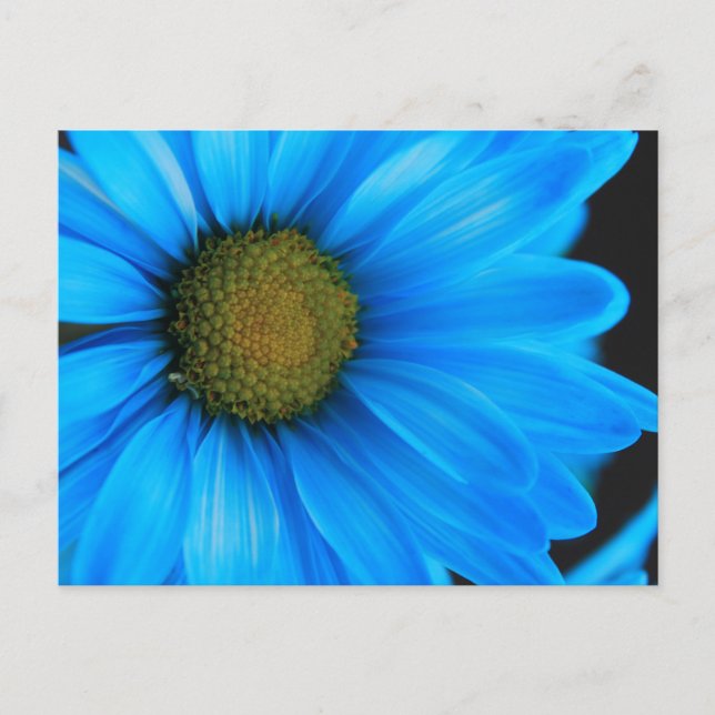 Postal Daisy azul brillante (Anverso)