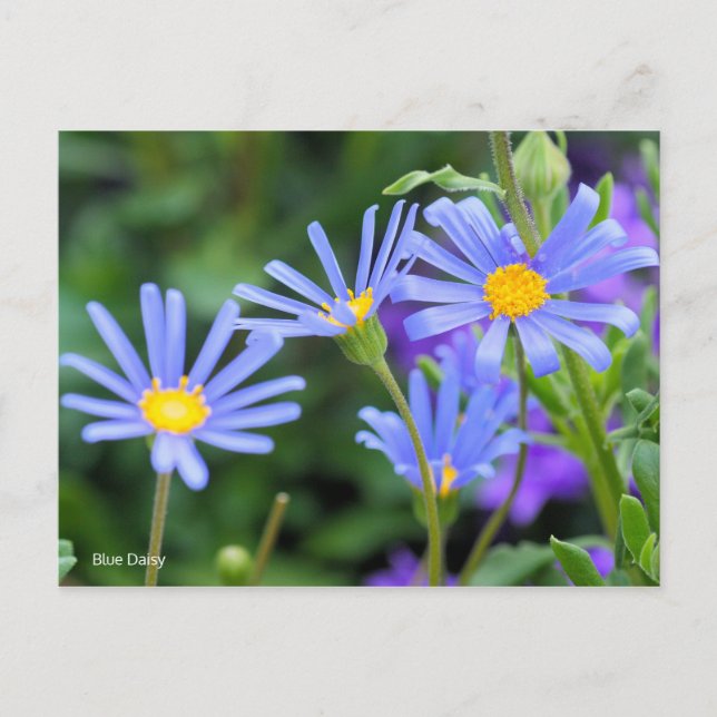 Postal Daisy azul [postal] (Anverso)