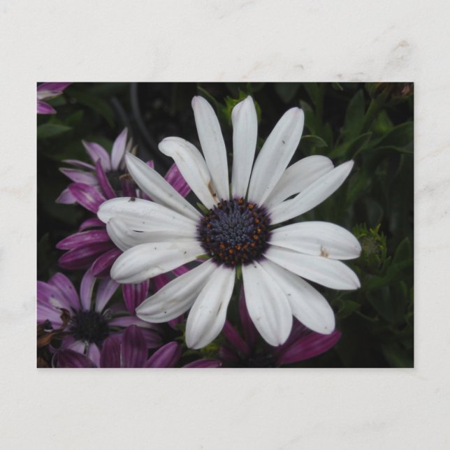 Postal Daisy blanco (Anverso)