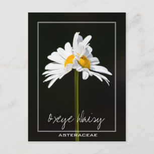 Postal Daisy blanco de doble cabezal Foto de Oxeye Dais