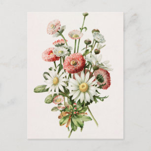 Postal Daisy Bouquet Postcard