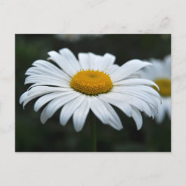 Postal Daisy - Cara arriba