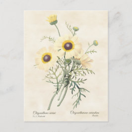 Postal Daisy Chrysanthemum Vintage Botánico
