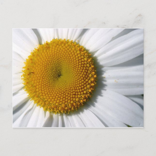 Postal Daisy Close-Up (Anverso)