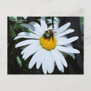 Postal Daisy con Baby Bumblebee