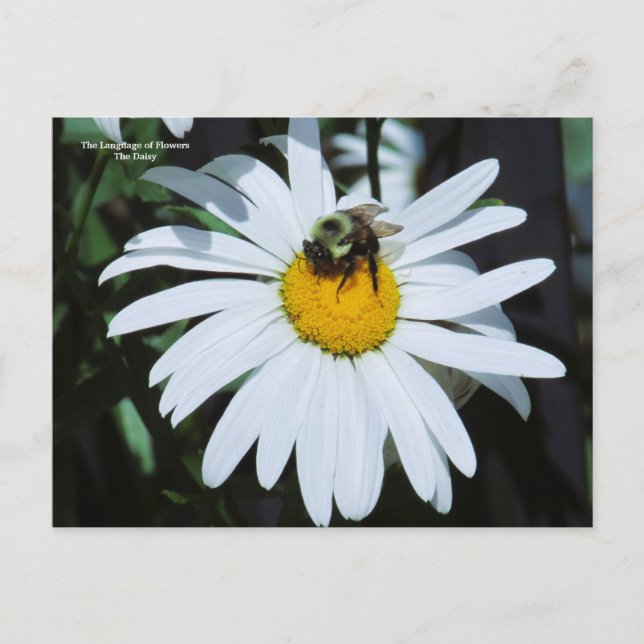 Postal Daisy con Baby Bumblebee (Anverso)