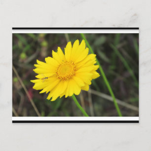 Postal Daisy con la posta Bee Postcard