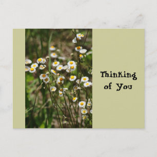 Postal Daisy, Daisy