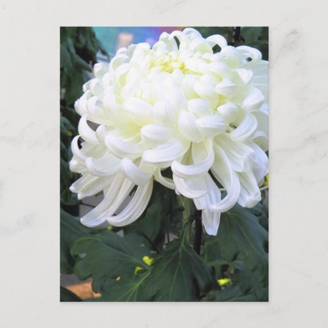 Postal Daisy de Floristas:Postcard (Anverso)