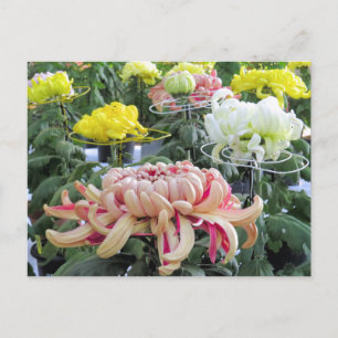 Postal Daisy de Floristas:Postcard