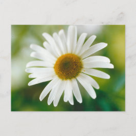 Postal Daisy de Oxeye blanco - Leucanthemum vulgare
