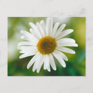 Postal Daisy de Oxeye blanco - Leucanthemum vulgare