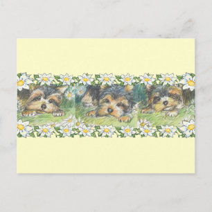 Postal Daisy Dogs Yorkie Puppies