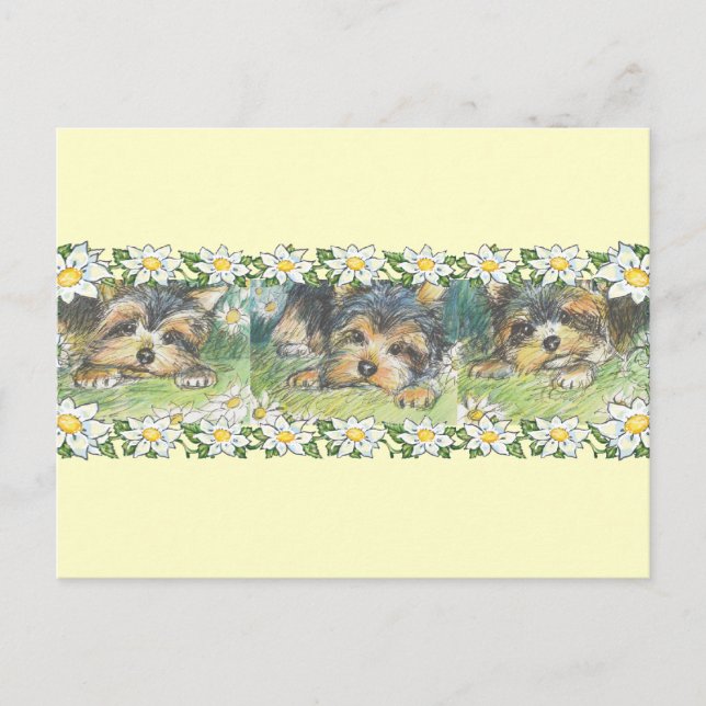 Postal Daisy Dogs Yorkie Puppies (Anverso)