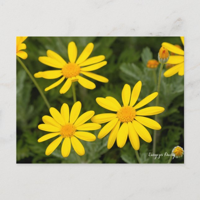 Postal Daisy Euryops [Postal] (Anverso)