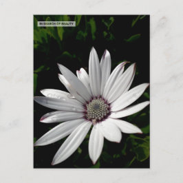 postal Daisy Flower