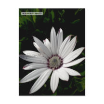 postal Daisy Flower