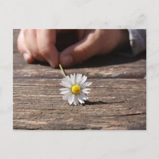 Postal Daisy Flower