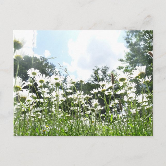 Postal Daisy Flowers DIY Postcard (Anverso)
