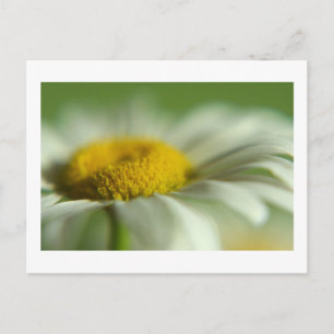 Postal Daisy fresco