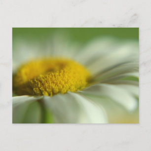 Postal Daisy fresco