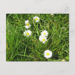 Postal Daisy fresco