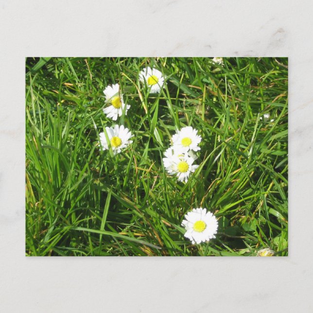 Postal Daisy fresco (Anverso)
