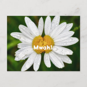 Postal Daisy Kisses Cumpleaños Valentine Amor Saludo