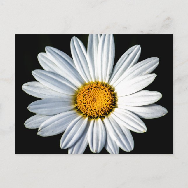 Postal Daisy Mae Postcard (Anverso)