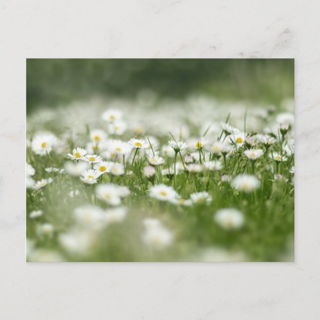 Postal Daisy Meadow (Anverso)