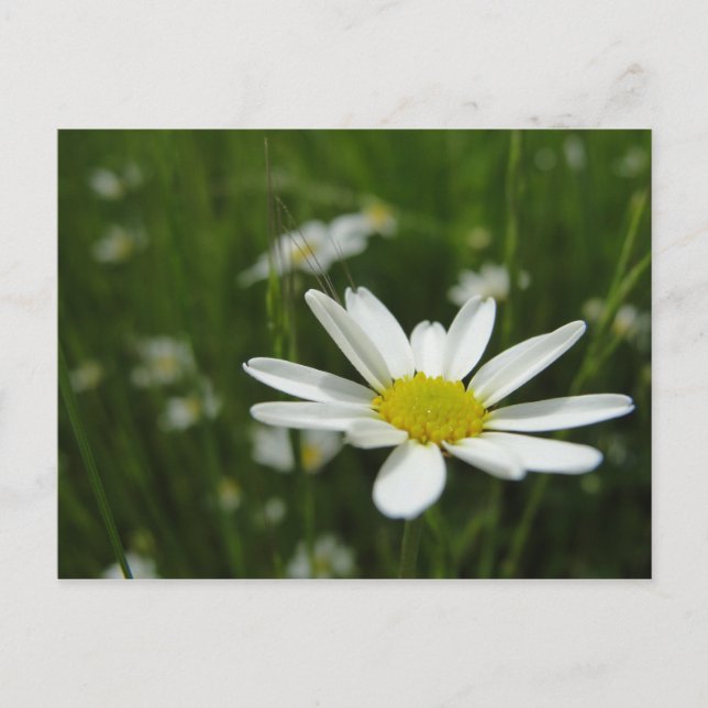 Postal Daisy Meadow (Anverso)