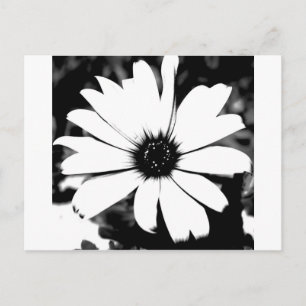 Postal Daisy negro y blanco