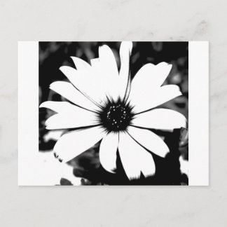 Postal Daisy negro y blanco