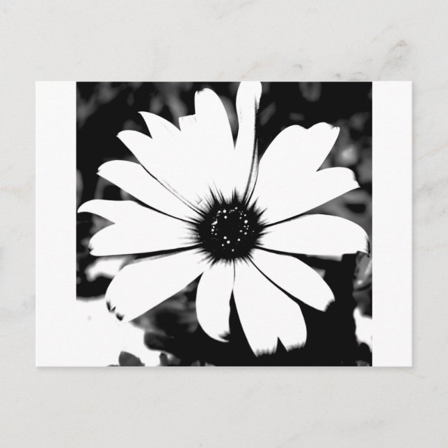 Postal Daisy negro y blanco (Anverso)