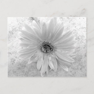 Postal Daisy negro y blanco