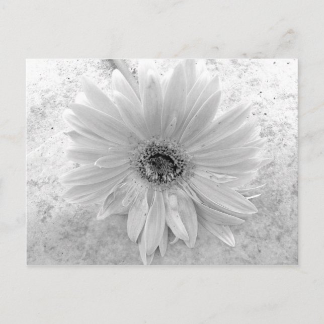 Postal Daisy negro y blanco (Anverso)