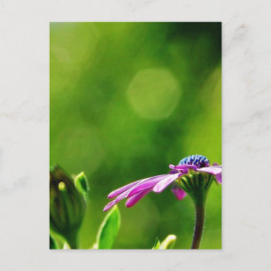 Postal Daisy Out Sobre Mi Balcón