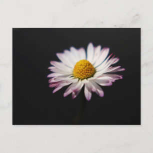 Postal Daisy pca común