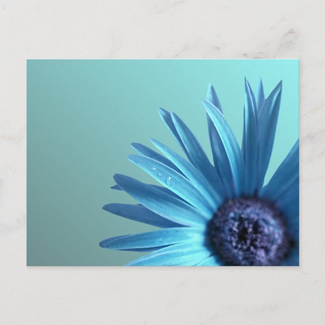 Postal Daisy pintado (Anverso)